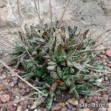 Gasteria bicolor v. liliputana ©JL P1150172.jpg